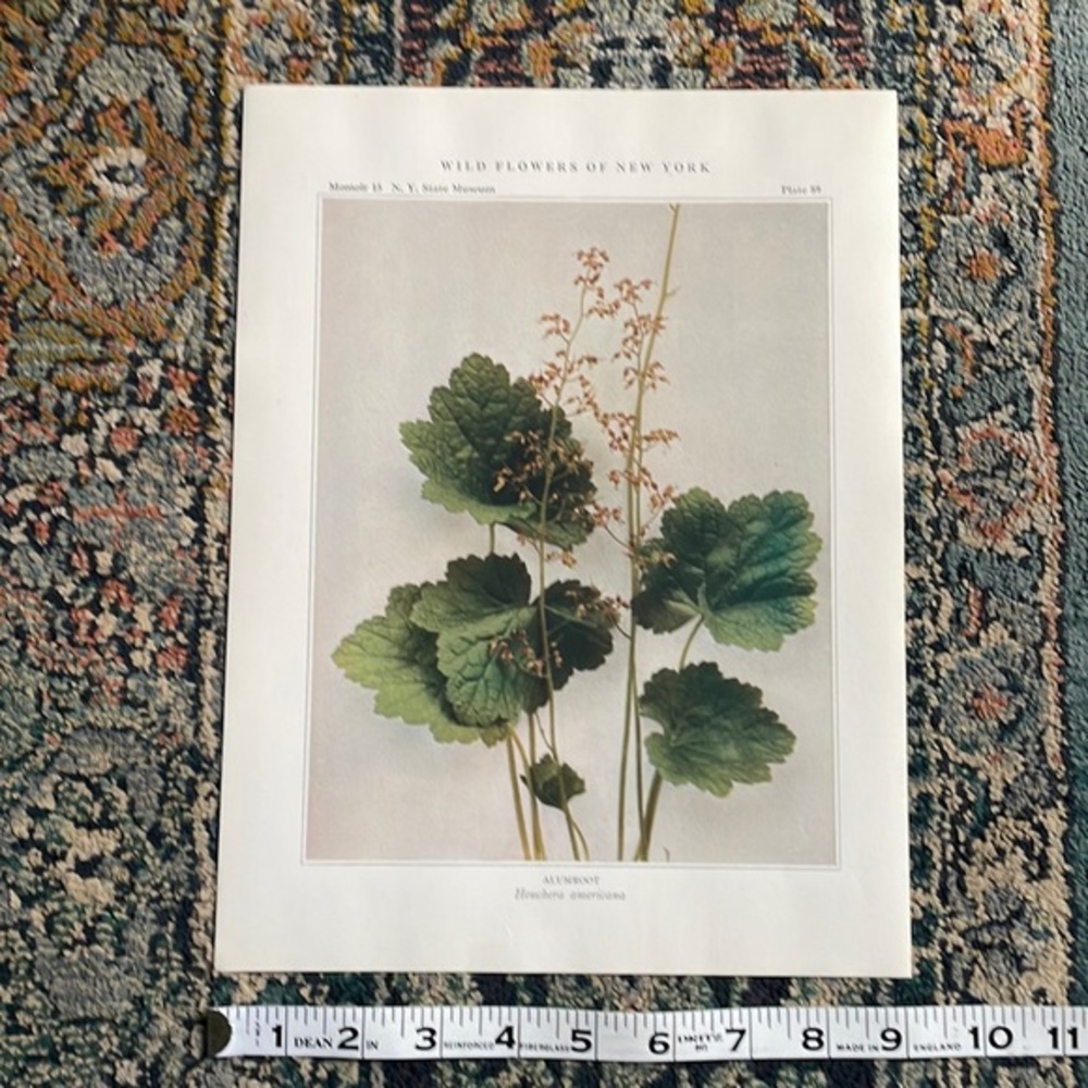 🌹 FREE w/purchase Botanical Plant Print Original over 100 years old Vintage Art